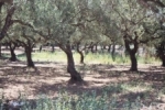 Veld met olijfbomen